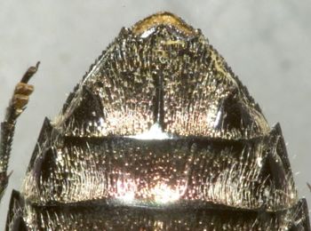 Media type: image;   Entomology 2688 Aspect: anal sclerite